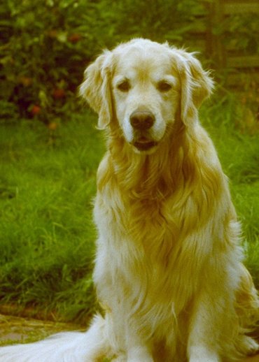 Golden Retriever Hündin Anka TEST 1